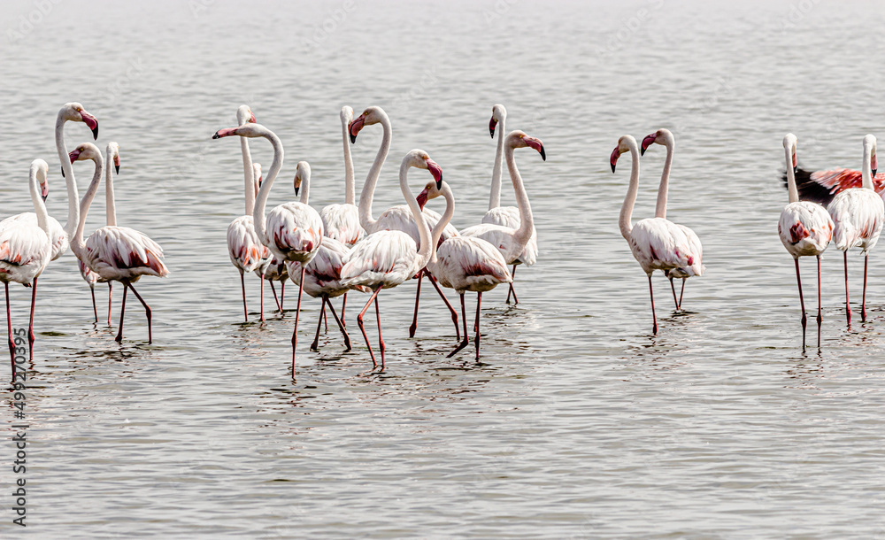 Obraz premium rare flamingos in the water