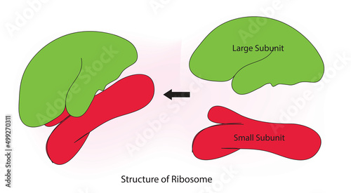 ribosomes with large subunit and small subunit 