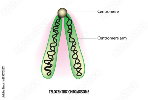 centromere is located at one end in human cell