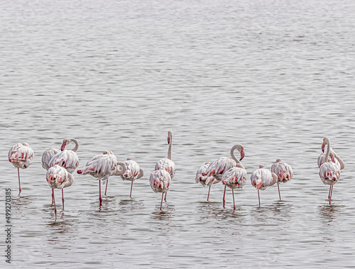 rare flamingos in the water