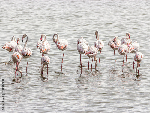 rare flamingos in the water © Arieleon.photogrophy