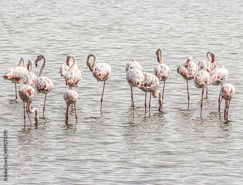 rare flamingos in the water © Arieleon.photogrophy