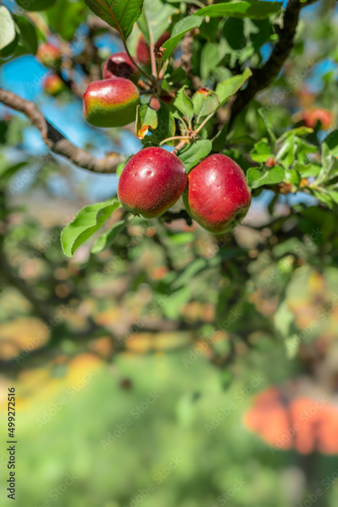 vertical composition.red apples on a tree with a blue sky in the background vertical composition.red apples on a tree with a blue sky in the background