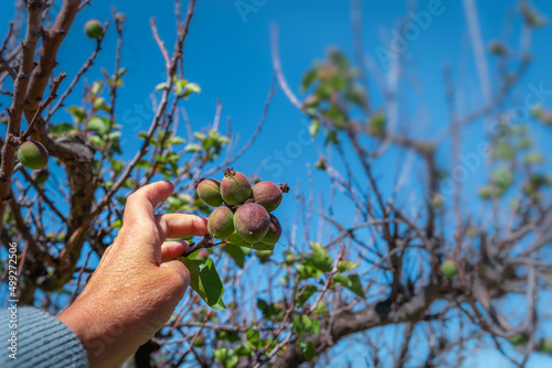 vertical composition. unripe red apples on a tree with a blue sky in the background