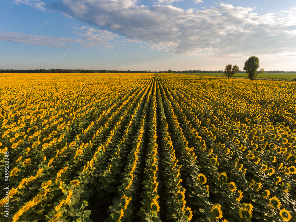 aerial view sunflower field in the summer