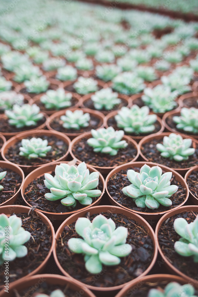 production of ornamental plants in pots production of ornamental plants in pots