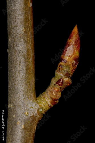 Aspen (Populus tremula). Short Shoot Closeup