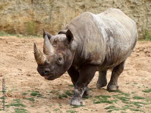 Rhinocéros © Sisie49