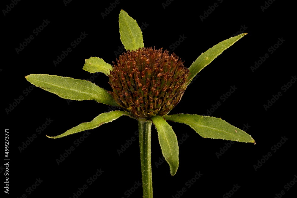 Trifid Bur-Marigold (Bidens tripartita). Fruiting Capitulum Closeup
