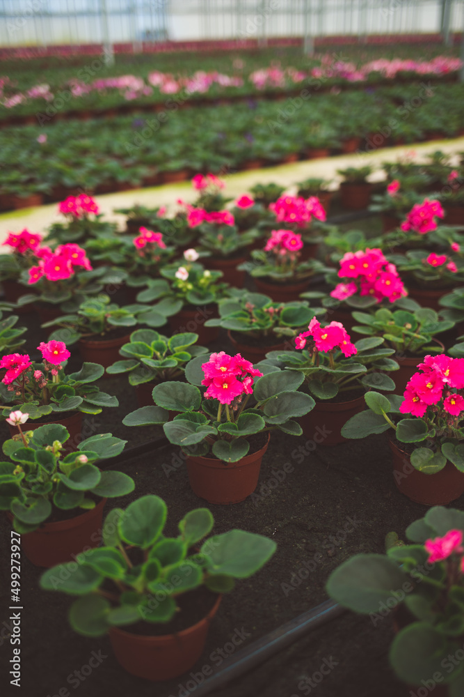 production of ornamental plants in pots 