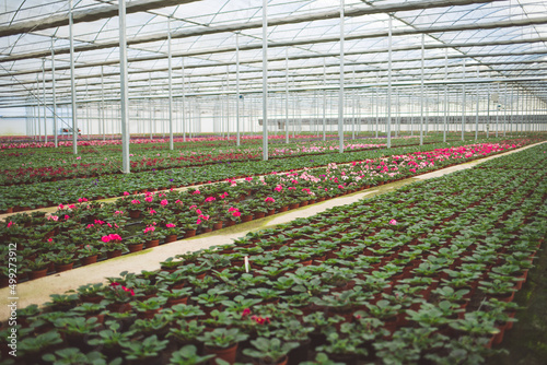 production of ornamental plants in pots 