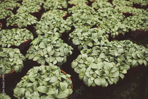 production of ornamental plants in pots 