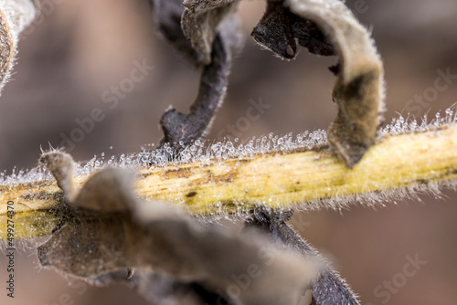 Tiny droplets cling to small hairs on a branch.  Morning dew.