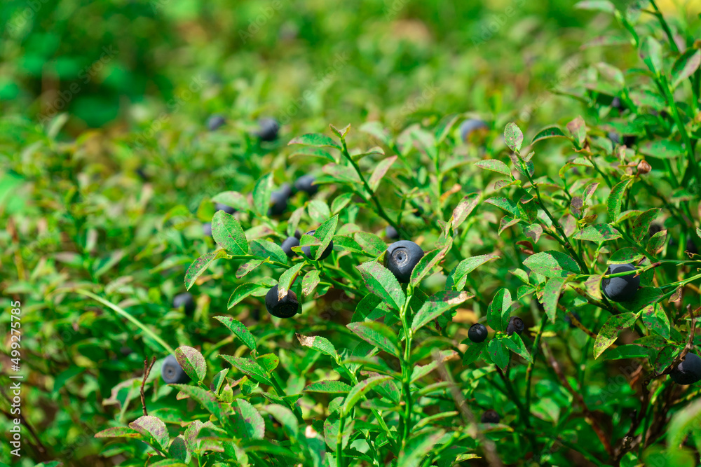 Blueberries. green Blueberry with ripe large juicy berries Blueberries. green Blueberry with ripe large juicy berries