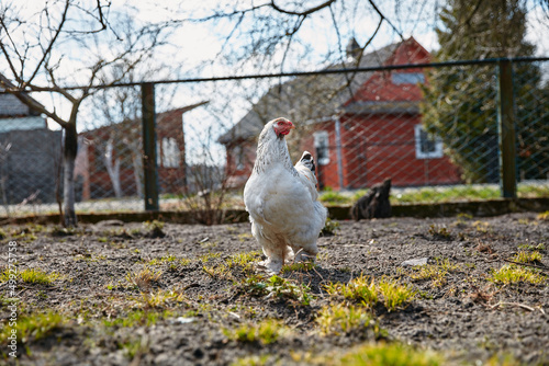 white chicken grazing in the farm yard in the sun