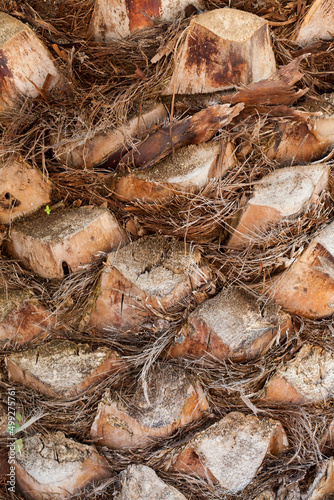 Palm trunk in close-up