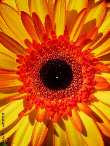 Gerbera