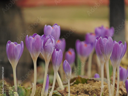 purple crocus flowers