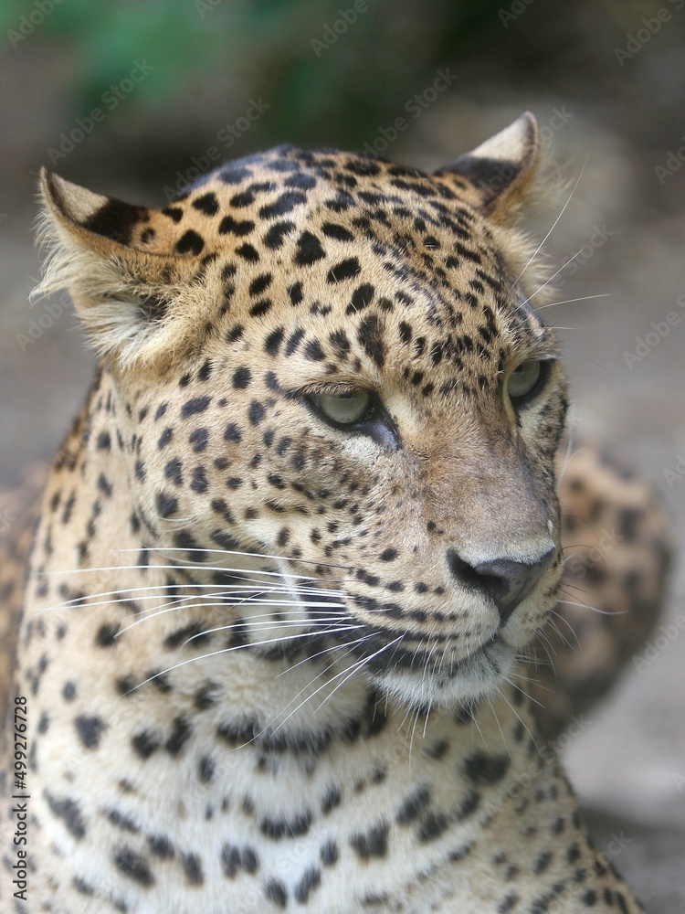 Fototapeta premium Jaguar