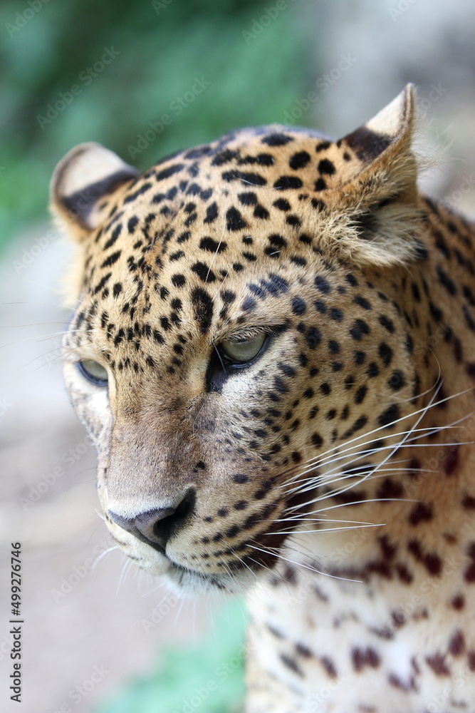 Fototapeta premium Jaguar