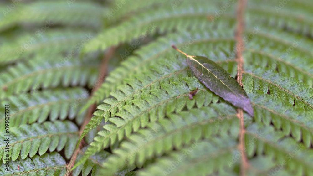 Naklejka premium シダが落ちた葉を想う