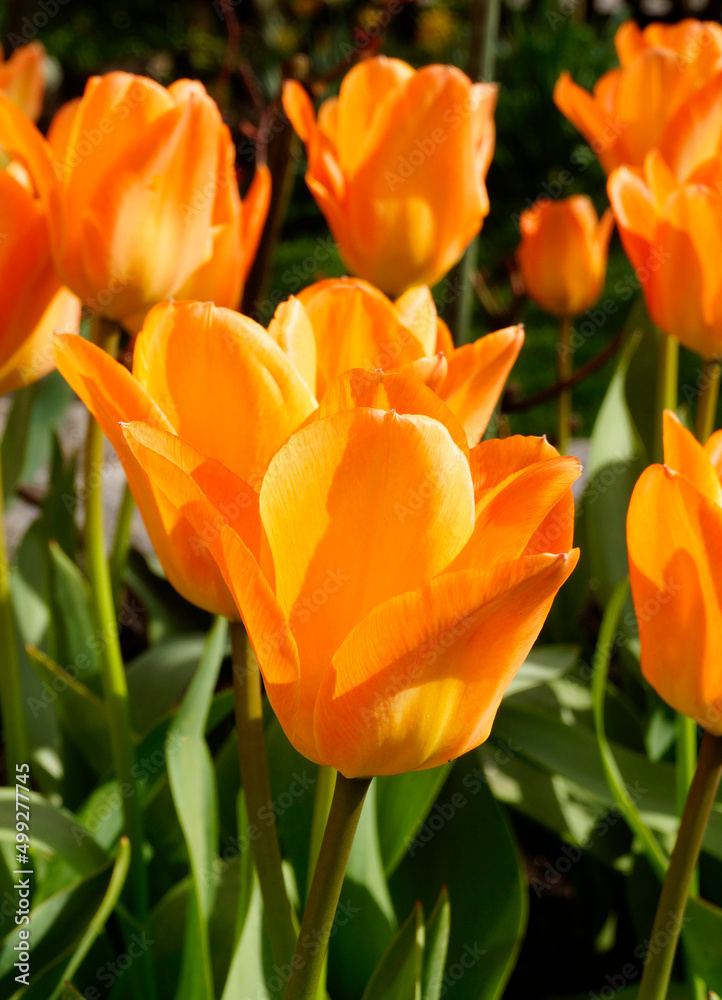 gorgeous sunlit orange tulips on a warm April day gorgeous sunlit orange tulips on a warm April day