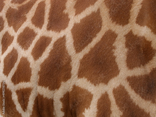 girafe
