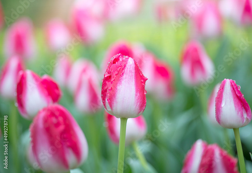 Blooming bicolour pink and white tulip flowers after the rain spring landscape