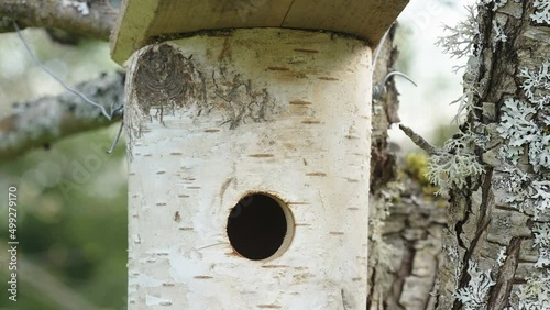 A closer look of the small peekhole of the birdhouse in Estonia on the tree trunk in the forest photo