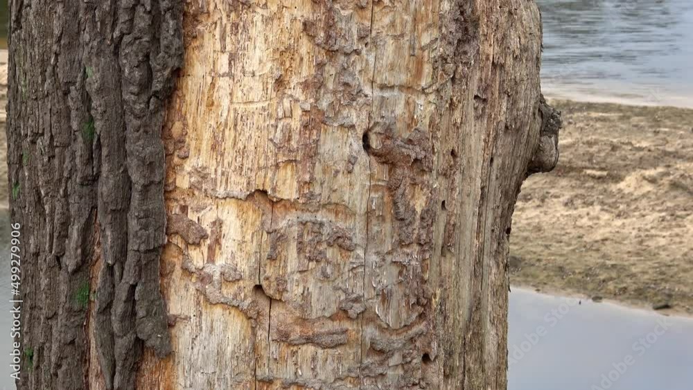 Old tree trunk. Dead tree. Close up view of old tree bark, ecology concept. Old tree trunk. Dead tree. Close up view of old tree bark, ecology concept.