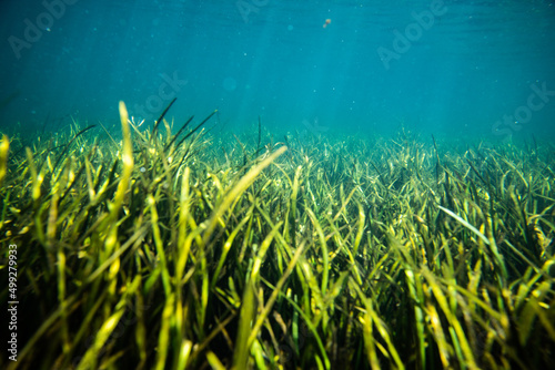 Freshwater Spring Underwater Grass in Florida