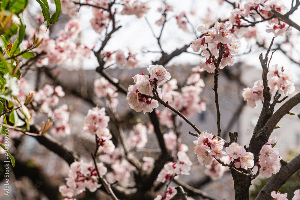 桜 桜