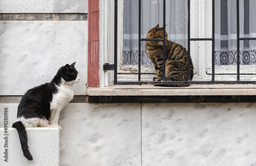 Photography two street cats sit on еру windowsill
