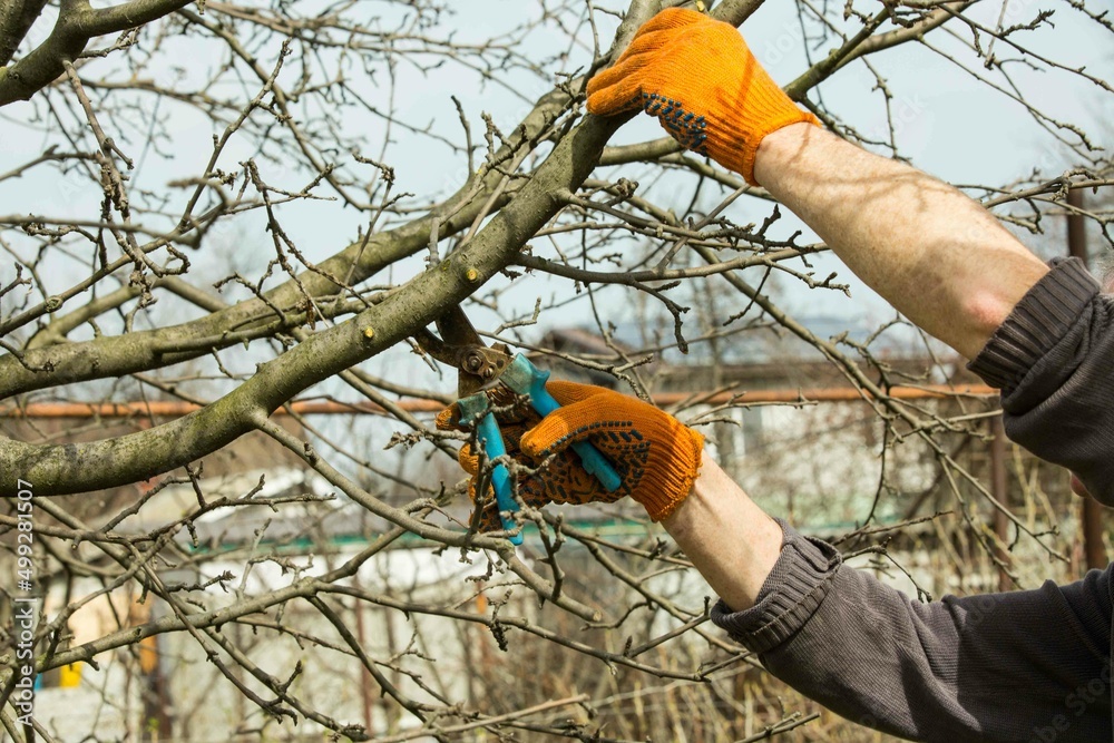 Pruning branches of fruit trees with garden pruners in a spring garden