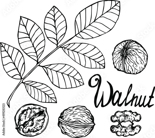 Hand drawn walnut nuts isolated on white background. Vector illustration.