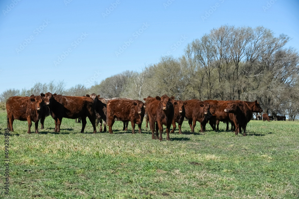 Cattle raising in pampas countryside, La Pampa province, Argentina.