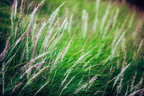 Beautiful white grass flower meadow field and green leaf. © Phongsak