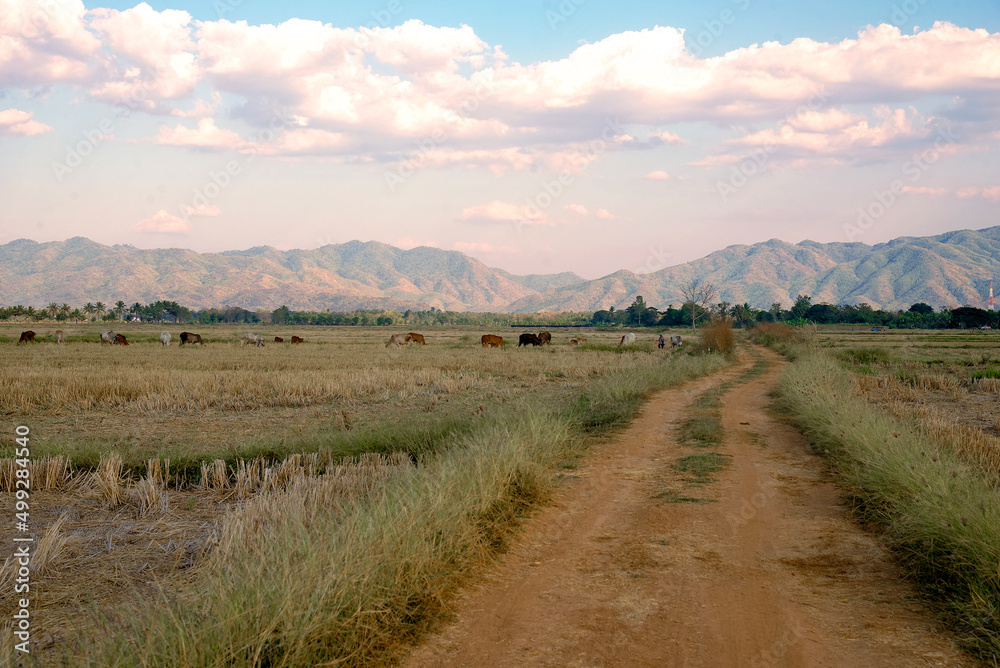 Rural road and rice field with mountain background