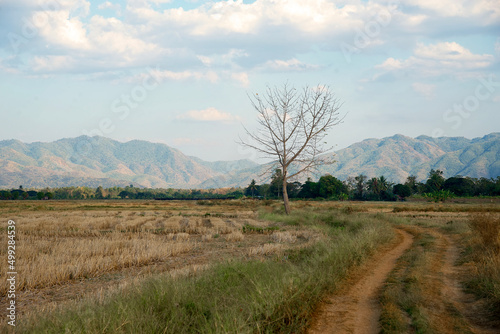 Road in rice fields and tree with mountain background