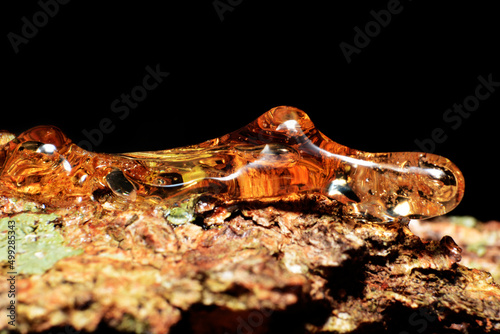 Solid amber resin drops on a tree trunk.