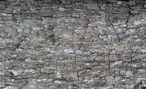 Wood Tree Texture Background Pattern