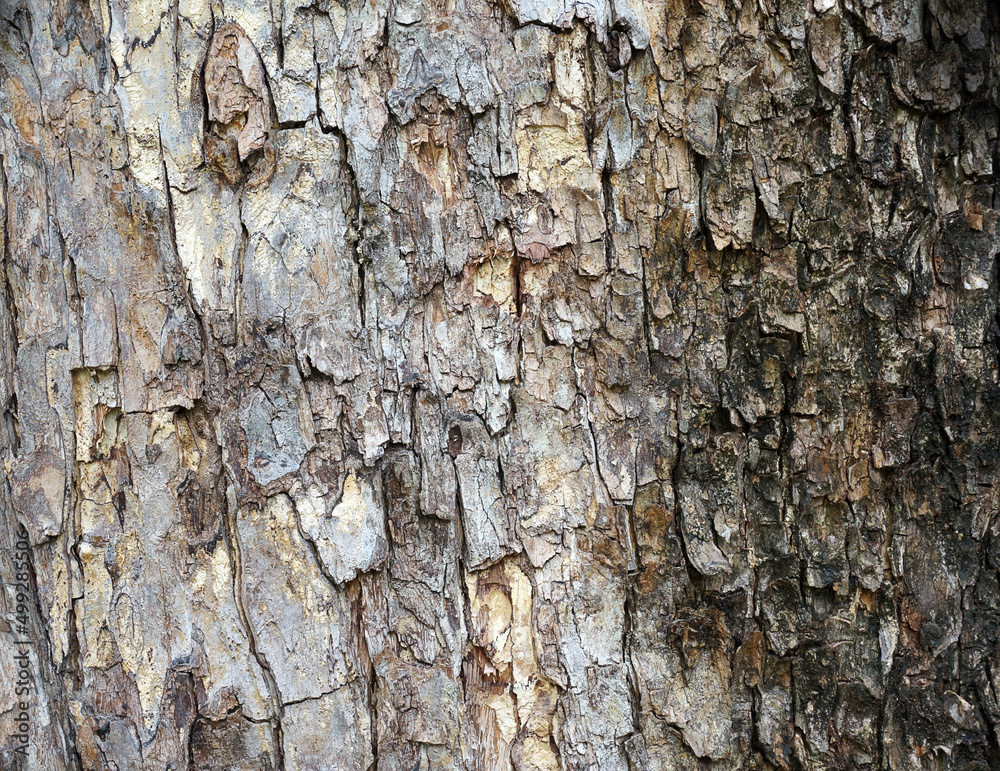 Wood Tree Texture Background Pattern Wood Tree Texture Background Pattern