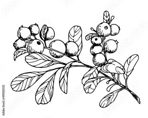 Sketch of Cranberry branch. Hand drawn vector illustration of lingonberry. Drawing of wild forest plant with berry and leaves