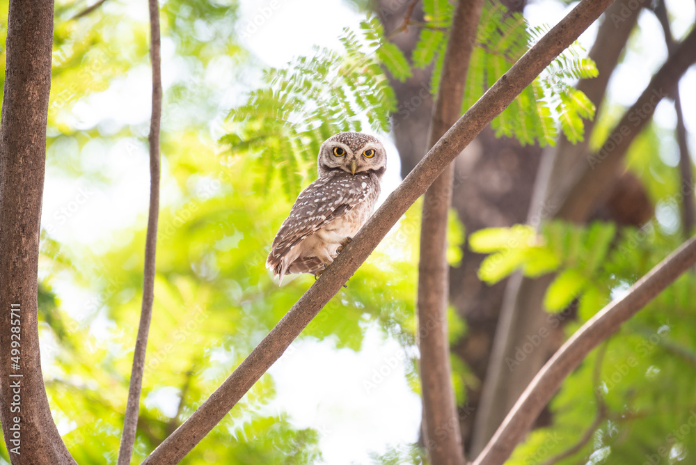 Baby owlet