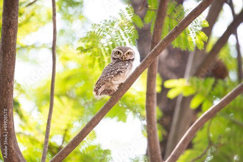Tableau sur toile Baby owlet