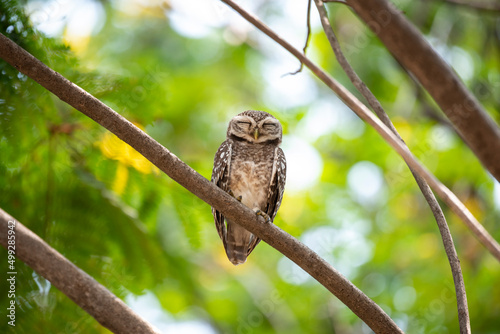 Spotted owlet photo