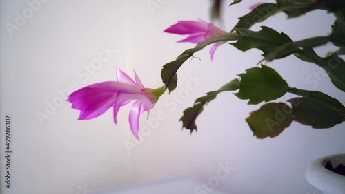 pink bloom of Schlumbergera. home flower flower photo