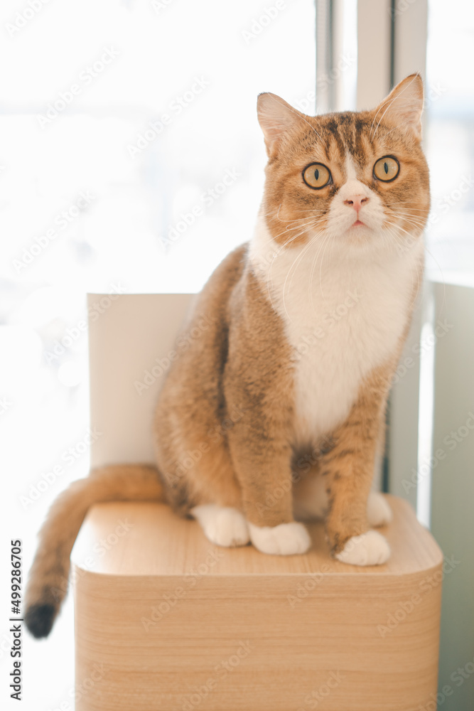 cat on a basket