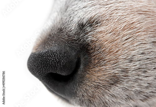 Dog nose side profile, close up. Side profile of black and white dog with black nose. 9 week old male blue heeler puppy. Macro of short hair dog texture. Selective focus on nose. White background.