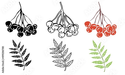 Rowan leaves and berries outline, in silhouette and colorful isolated on white background. Rowan autumn design. Vector illustration.
